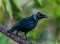 Asian glossy starling