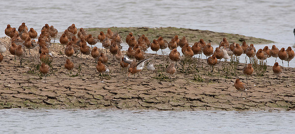 Black tailed godwit
