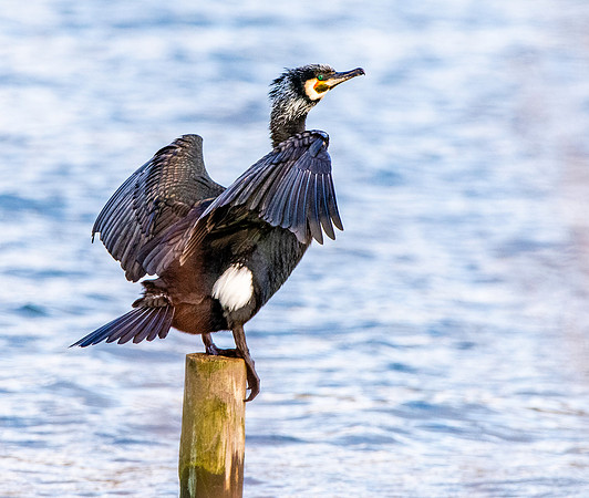 Great cormorant