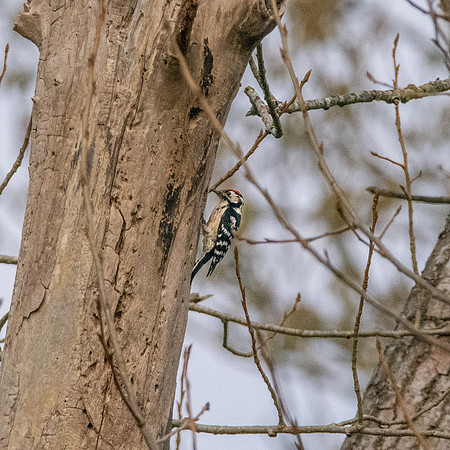 Lesser spotted woodpecker