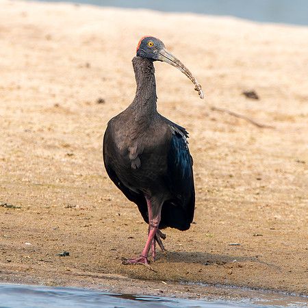 Red naped ibis