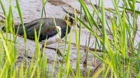 Northern Lapwing