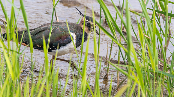 Northern Lapwing