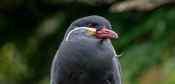 Inca Tern