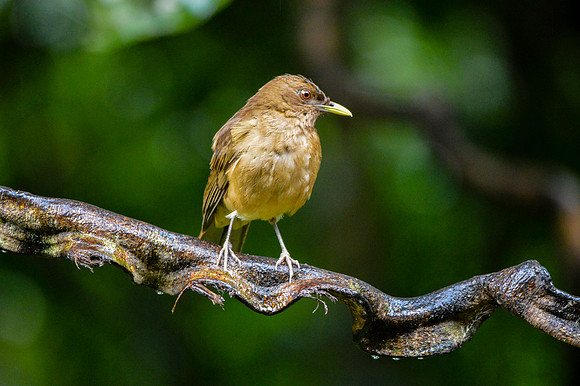Clay coloured robin/thrush