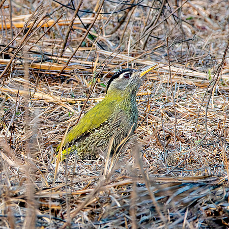 Streak throated woodpecker, female
