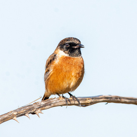 Stonechat