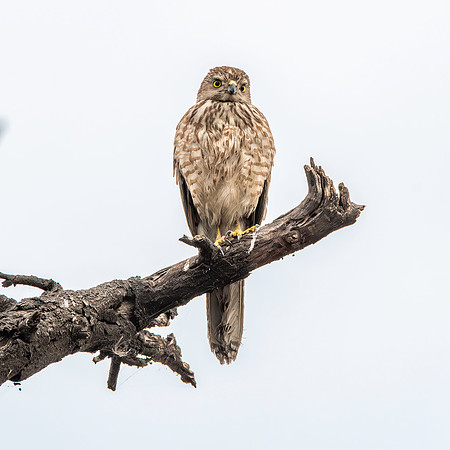 Shikra, immature