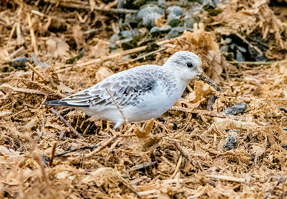 Sanderling