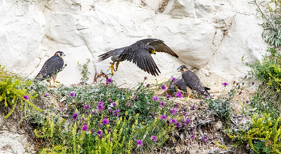 Peregrine falcon nest