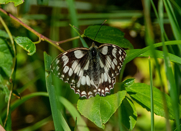 Marbled white