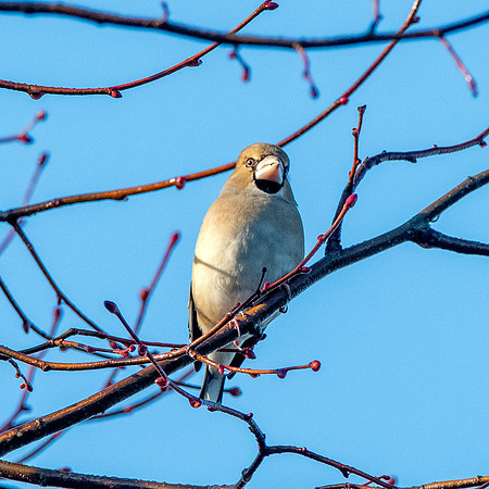 Hawfinch, female