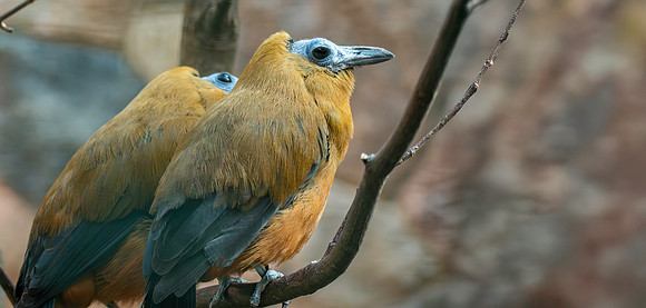 Capuchinbird