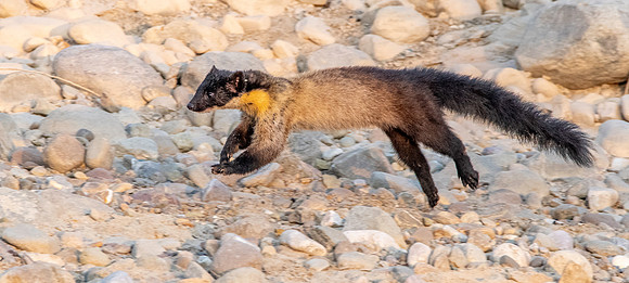 Yellow throated marten