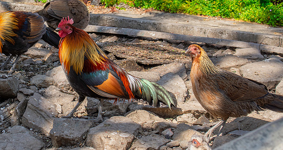 Red junglefowl, małe and female