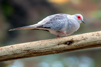 Diamond dove