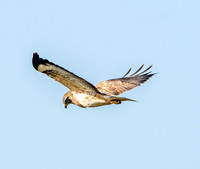 Pale buzzard
