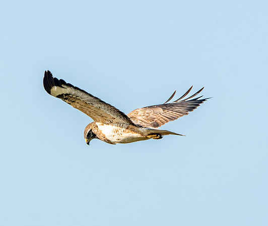 Pale buzzard