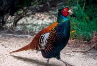 Bianchi pheasant