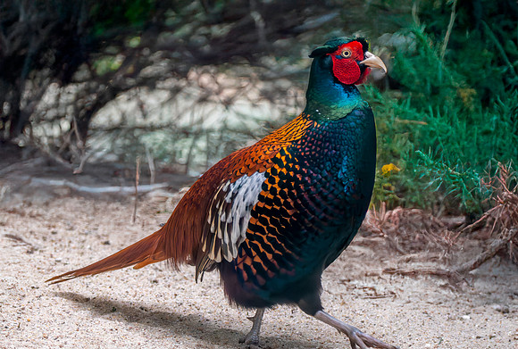 Bianchi pheasant