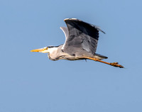 Grey heron