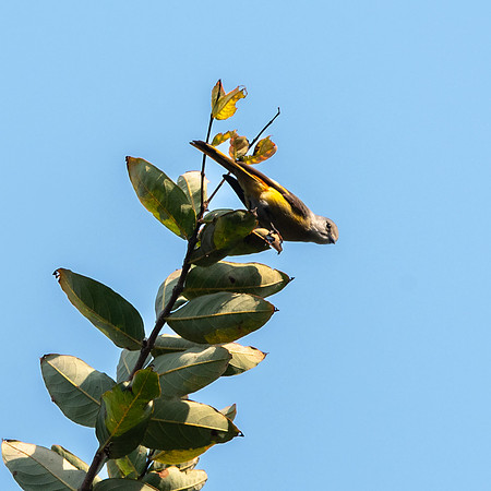 Small minivet