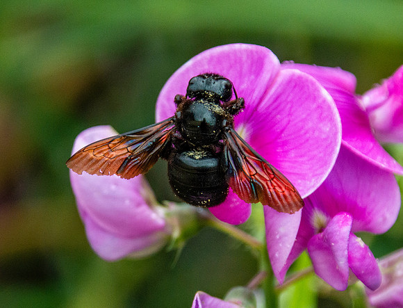 Carpenter bee