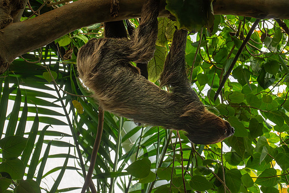 Two toed sloth (Linnaeus)
