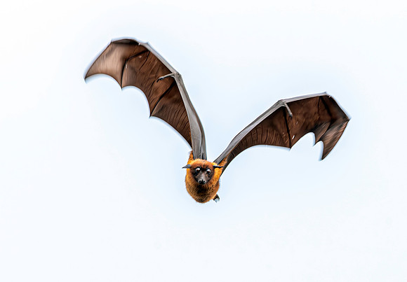 Indian Flying Fox
