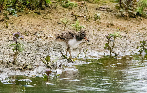 Oystercatcher chick