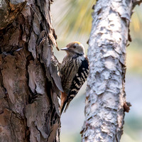 Female Brown fronted woodpecker