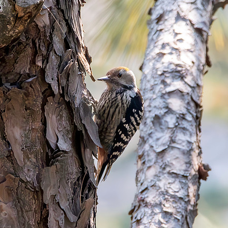 Female Brown fronted woodpecker