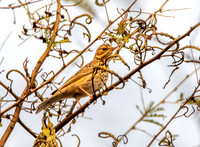 Tree pipit