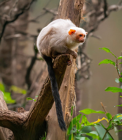 Silvery marmoset