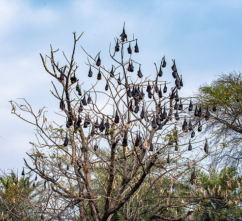 Indian Flying Fox