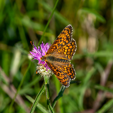 Knapweed fritillary