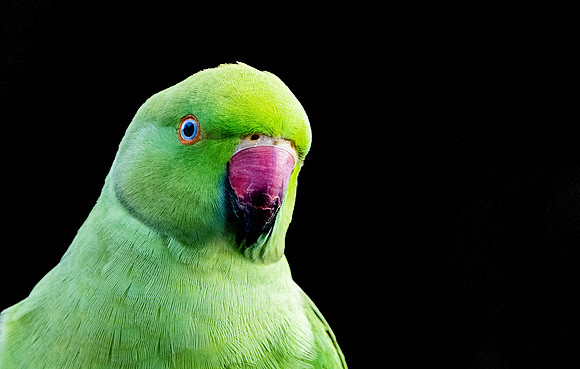 Ring-necked parakeet / Rose-ringed parakeet