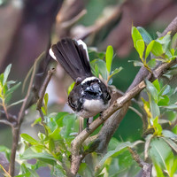 White browed fantail