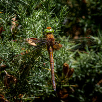 Norfolk hawker