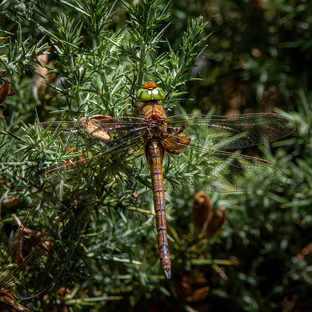 Norfolk hawker