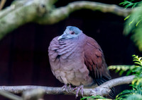 Madagascar turtle dove
