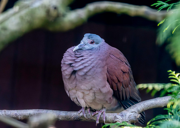 Madagascar turtle dove