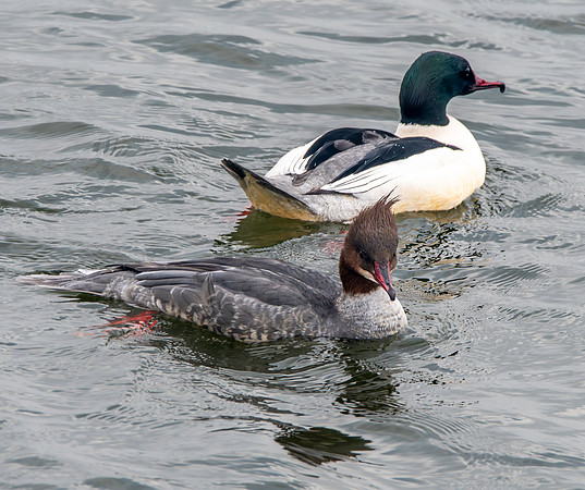 Goosander male