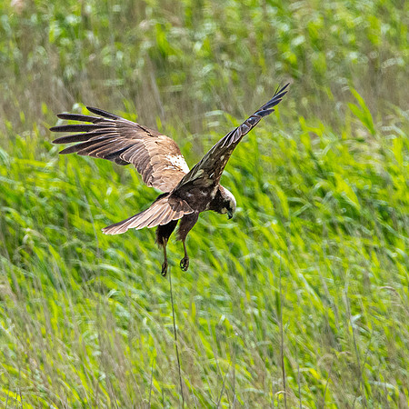 Marsh harrier