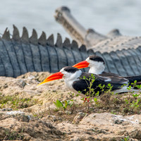 Indian skimmer