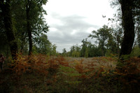 2005