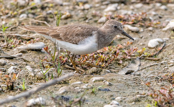 Temminck's stint
