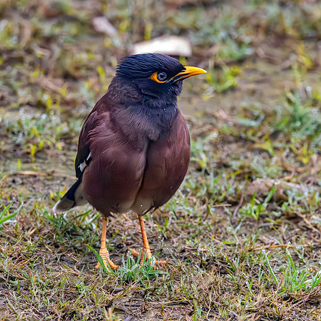 Common myna