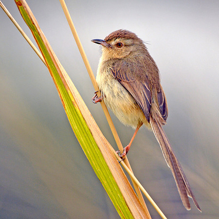 Plain prinia
