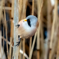 Bearded tit / bearded reedling